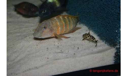Tropheusbecken 480l